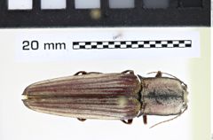 Foto (Dorsalansicht) von Chalcolepis luczotii (NHMW-ZOO-COL-0008174)